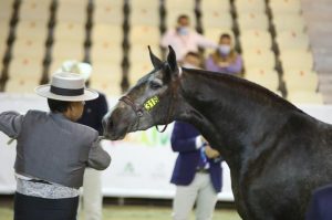 yeguada_los_hoyos_sicab_invicta_1