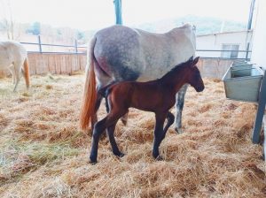 nacimiento_yeguada_los_hoyos_de_brunito